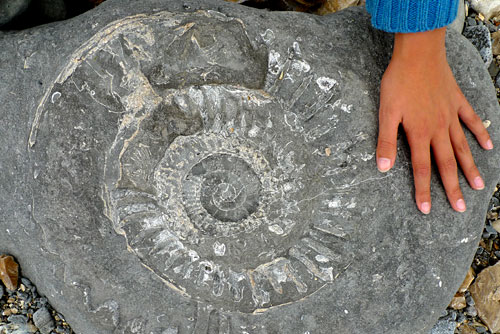  Un ammonite Coroniceras, Lyme Regis, Dorset, Inglaterra.